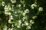 Myrtus communis subsp. tarentina RCP7-06 037.jpg